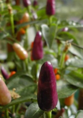 Bolivian_Rainbow_2.jpg