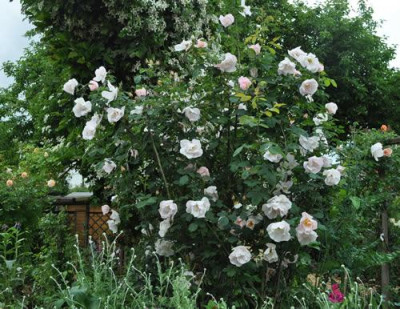 Shropshire_Lass_12__7260.jpg