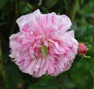 Belle_des_Jardins_12__7050.jpg