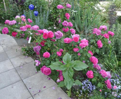 Mme_Scipion_Cochet_12__6860.jpg