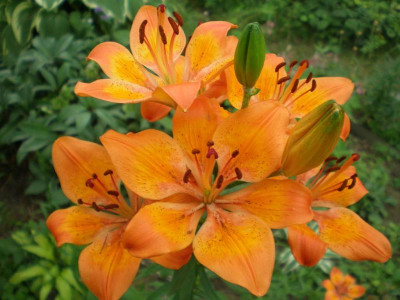 BG_Lilium_bulbiferum_ssp_bulbiferum_Blueten_2012-06-03e.jpg