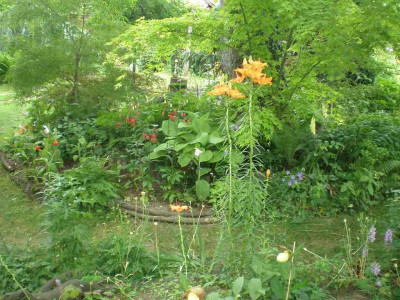 BG_Lilium_bulbiferum_ssp_bulbiferum_Habitus_2012-06-03e.jpg