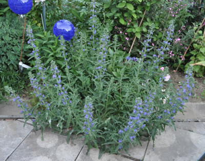 Echium_vulgare_12__6876.jpg