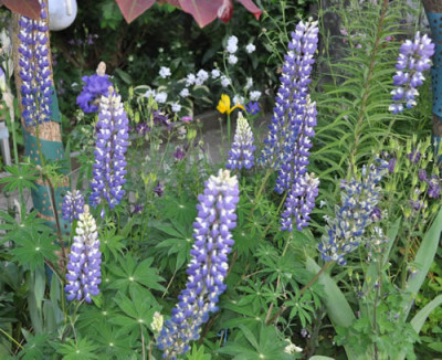 Lupine_12__7019.jpg