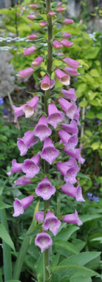 Digitalis_12__6013.jpg