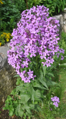 Nachtviole_12__6017.jpg