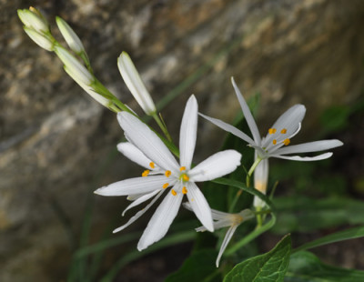 Graslilie_12__6016.jpg