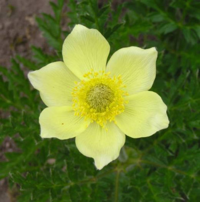 Pulsatilla_sulphurea_kl.jpg