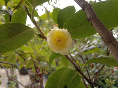 310520124488C.nitidissima.jpg