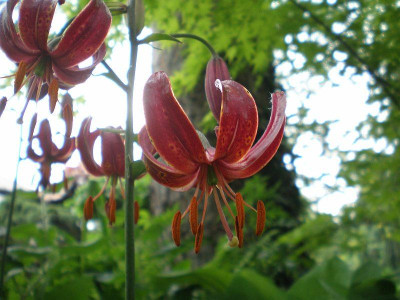 GP_Lilium_Claude_Shride_2012-06-04e.jpg