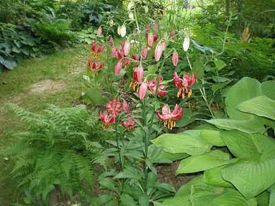 GP_Lilium_Claude_Shride_im_Blitzlicht_2012-06-04e.jpg
