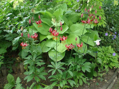 GP_Lilium_Claude_Shride_Habitus_2012-06-04e.jpg