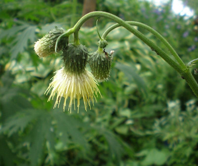 GP_Cirsium_erisithales_2012-06-04e.jpg
