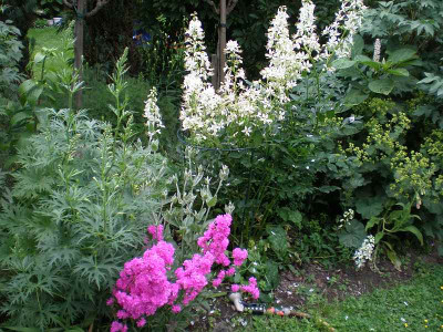 GP_Dictamnus_albus_Albiflorus_2012-06-04e.jpg