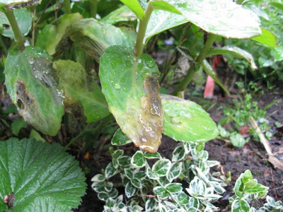 Sedum_Schadbild_Gartenpur.jpg