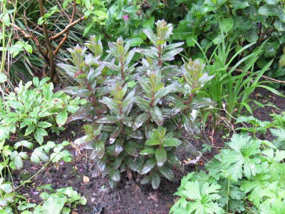 Sedum_gesund_Gartenpur.jpg