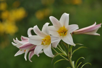 Lilium_regale_2012.jpg