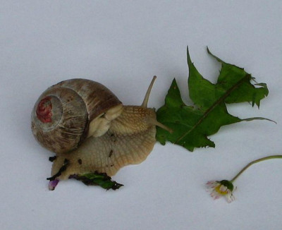 Schneckenschonheit2.jpg