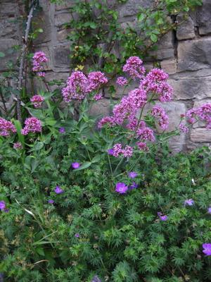 IMG_5039_Centhranthus_2_2012_kl.jpg
