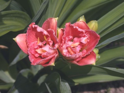 H._Siloam_Double_Classic002.jpg