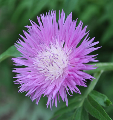 Riesenflockenblume_12__6126.jpg