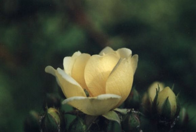 RosaHelena.JPG