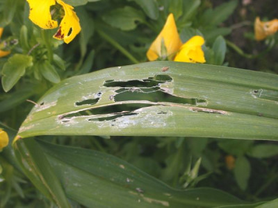 Schneckenfra002.jpg