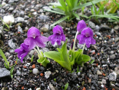 comp_Roscoea_alpina_05.06.12.jpg