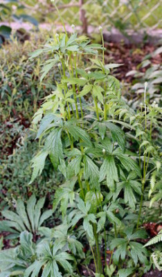 Anemone_ganz_Groenveranderung.JPG