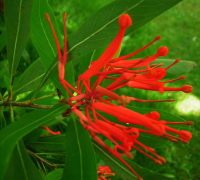 77Embothrium_coccineum7.jpg