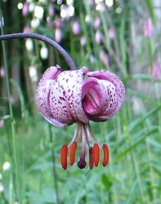 L.martagon-wald2012.jpg