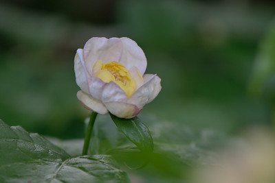 Sinocalycanthus-sinensis-Jun0512.jpg