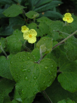 Saruma_henryi_31_05.jpg