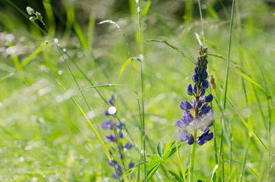 Wiese-Lupinen-Jun0512.jpg