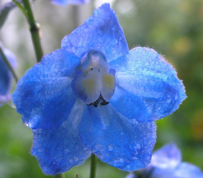 D_Atlantis_Licht_Blauw.jpg