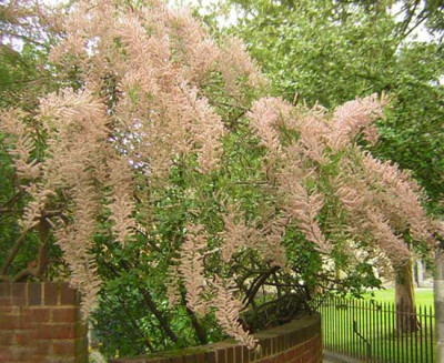 77Tamarix.jpg