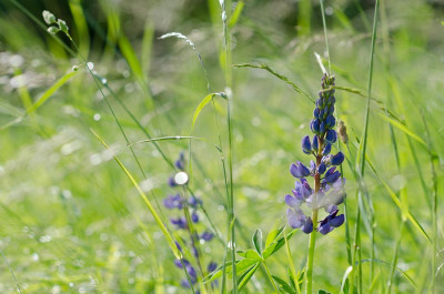 Wiese-Lupinen-4800K.jpg
