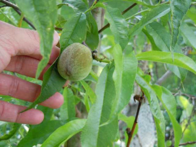 Juni2012_Harrow_beauty_jkfjka.JPG