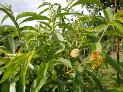 Juni2012_andross.JPG