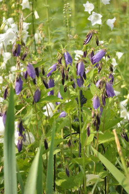 Campanula_Sarastro.jpg