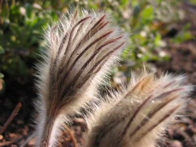 Pulsatilla14_kl.jpg