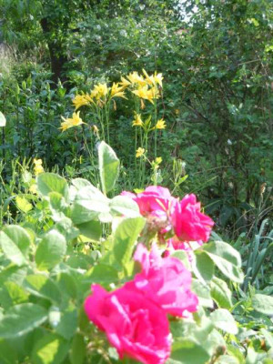 Juni2012_011.JPG