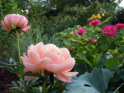 Juni2012_007.JPG