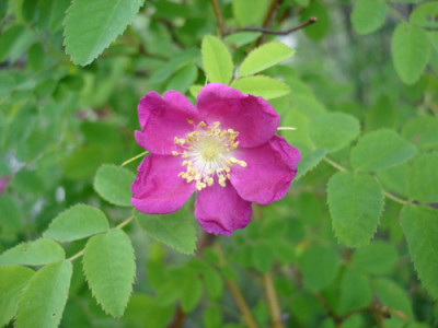 wildrose1.jpg