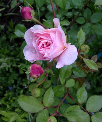 DSC01514a.jpg