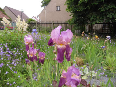 Immer_noch_Iris.jpg