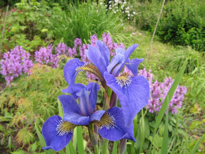 hoher_blauer_Samling_120606.jpg