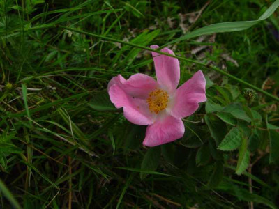juni_12_069.JPG