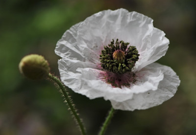 Mohn_im_Gemuesegarten.jpg