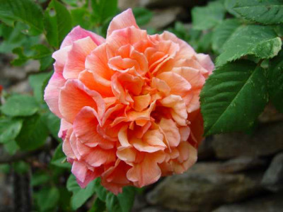 juni_12_088.JPG